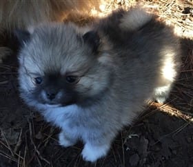 Merle pomeranian for sale near outlet me